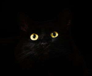 Witchcraft 101: Begin Your Path