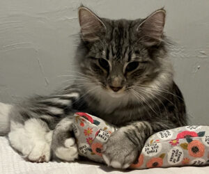 Freyja: The Fierce and Beautiful Norse Goddess