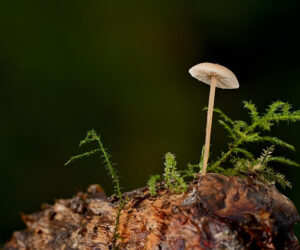 The Earth Remembers Everything. Working with the Planet’s Ancient Memory