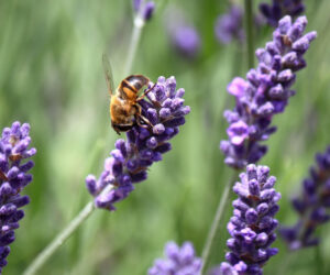 Plant Profiles and Magical Correspondences: A Witch’s Guide to Botanical Allies