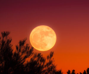 Yellow or Orange Harvest Moon: Abundance and Sacred Gratitude