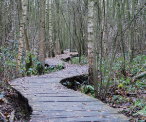 Advice for Fellow Seekers: A Guide to Beginning Your Witchcraft Journey