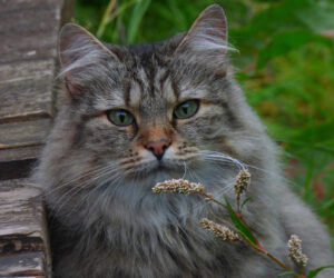 Sacred Guardians: Cats as Divine Messengers in Norse Mythology