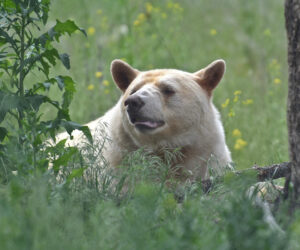 Spirit Bears and Sacred White Animals: Messengers of the Divine in Nature