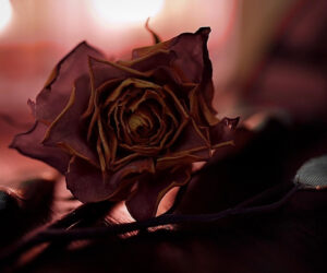 The Law of Sacred Exchange: The Heartbeat of Magical Relationship