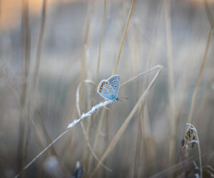 The Wiccan Rede (Full Poetic Version)