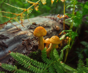 The Day Out of Time: Understanding July 25th’s Mystical Significance