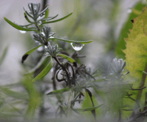 Rosemary: Sacred Herb of Memory and Ancestral Wisdom
