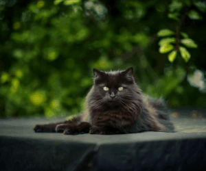 Why Black Cats Have Such a Dark History
