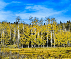 Pando: The Ancient Forest That Breathes as One