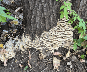 Taking the Leap: A Witch’s Journey into the Unknown