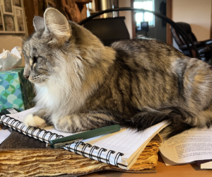 The Uninvited Practitioner: When Your Cat Becomes Part of Your Ritual