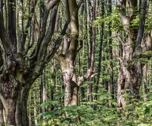 Beech ~ The Tree of Wisdom and Ancient Knowledge