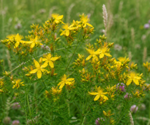 St. John’s Wort ~ The Midsummer Plant That Catches the Sun