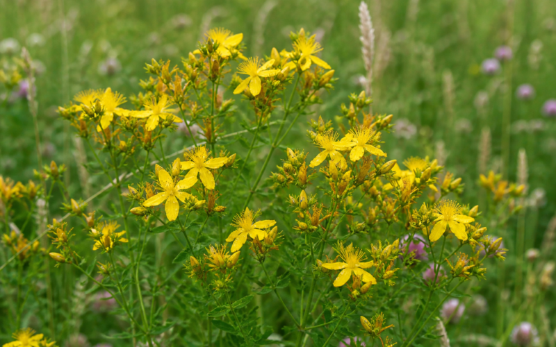 St. John’s Wort ~ The Midsummer Plant That Catches the Sun