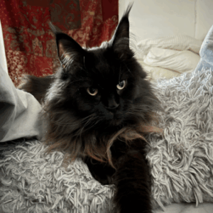 Profile photo of -V-