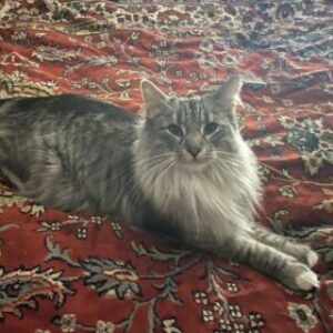 Profile photo of Veronica